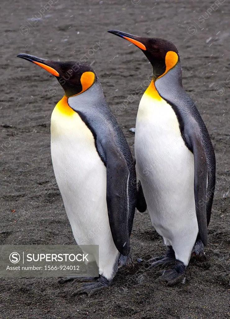 King Penguins, Gold Harbour, South Georgia island, South Georgia Islands, Antarctica