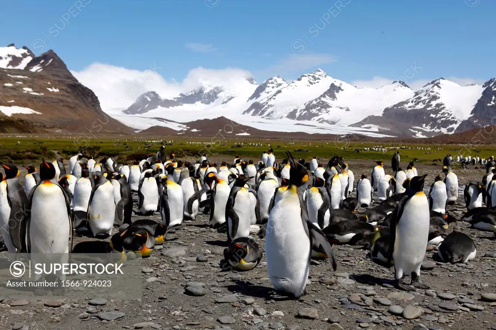 Huge colony of King Penguins, Salisbury Bay, South Georgia island, South Georgia Islands, Antarctica