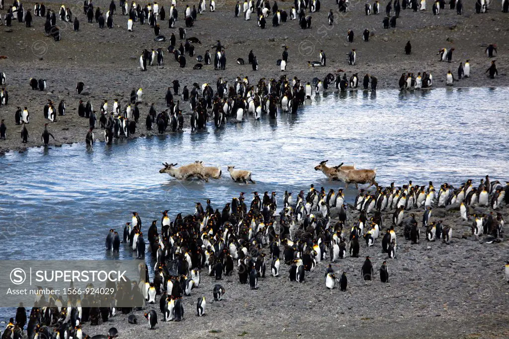 King Penguins, Saint Andrews Bay, South Georgia island, South Georgia Islands, Antarctica