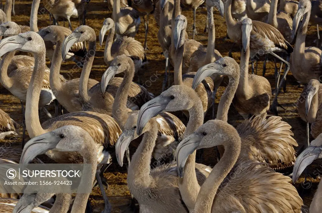 Greater Flamingos (Phoenicopterus ruber) in corral before ringing and taking measures, Fuente de Piedra Lagoon, Málaga province, Andalusia, Spain, Eur...
