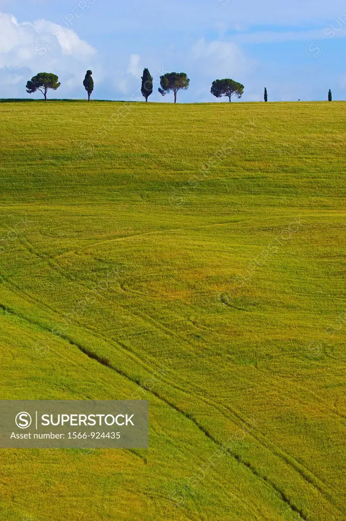 Montalcino, Val d´Orcia, UNESCO World Heritage Site, Tuscany Landscape, Siena Province, Tuscany, Italy