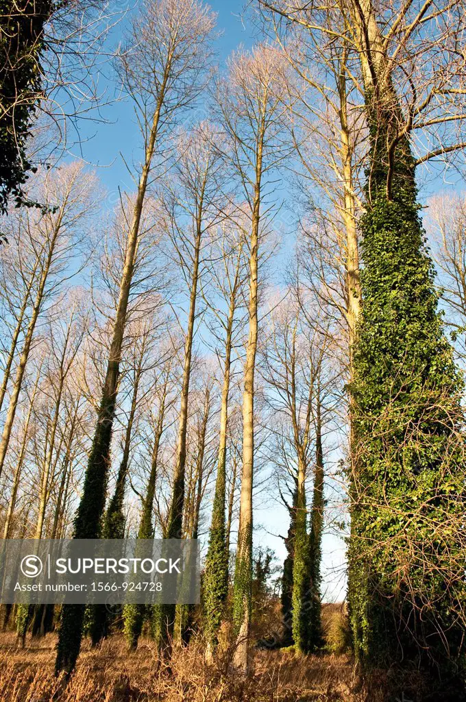 Poplar trees in winter, Sedgeford, Norfolk, England, UK