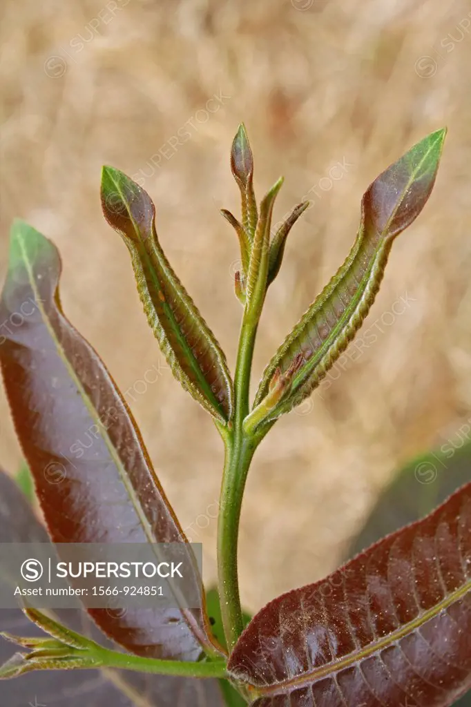 Young tender leaves of Indian Laurel (Terminalia alata, fam. Combretaceae). This large deciduous tree is found vastly in the deciduous forests of peni...