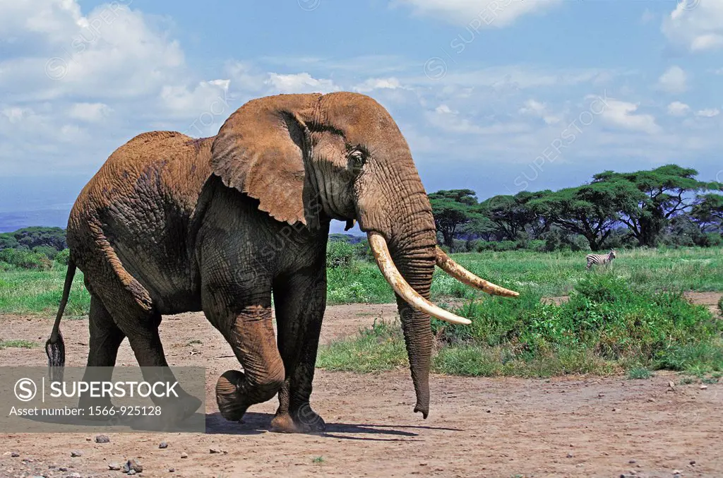 African Elephant, loxodonta africana, Adult in Amboseli Park, Kenya