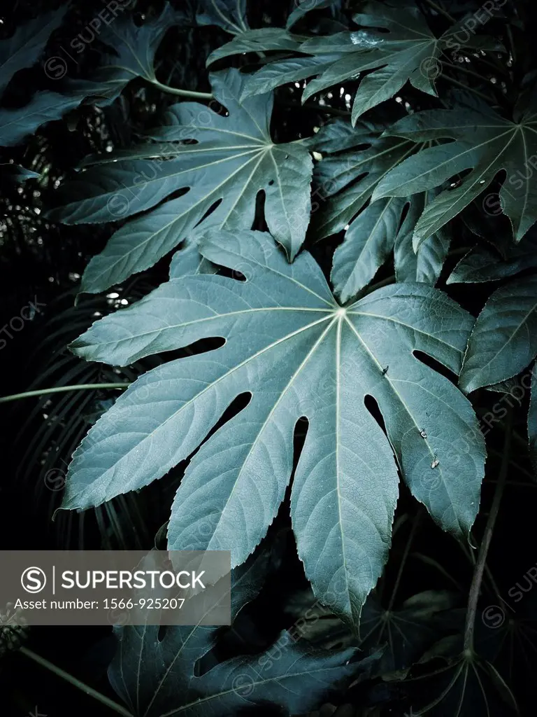 Castor Oil Plant (Ricinus communis, fam. Euphorbiaceae): the oil of this plant is used especially in industrial applications as an ingredient of paint...