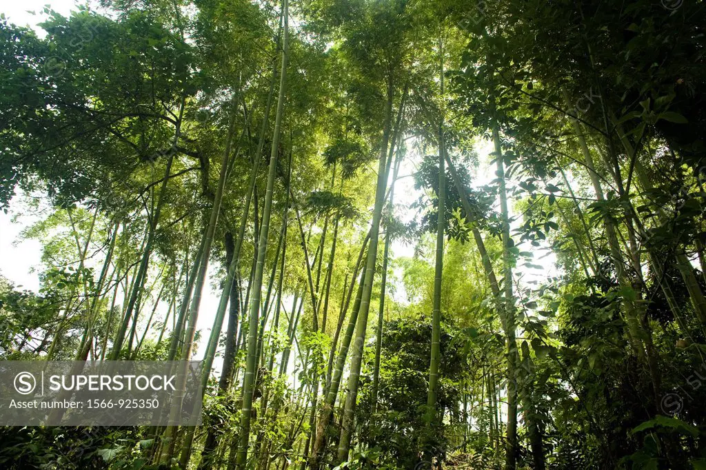 Bamboo forest at Tierradentro National archeological park, UNESCO World Heritage Site, Deparment of Cauca, Colombia