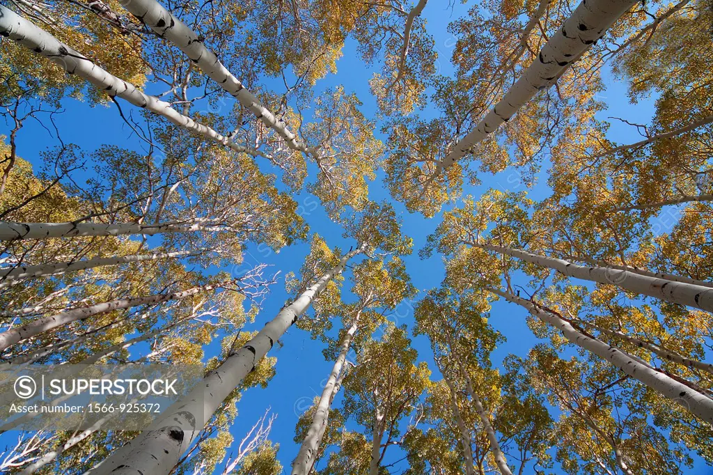 Aspen trees reach their fall color in Dixie National Forest, Utah