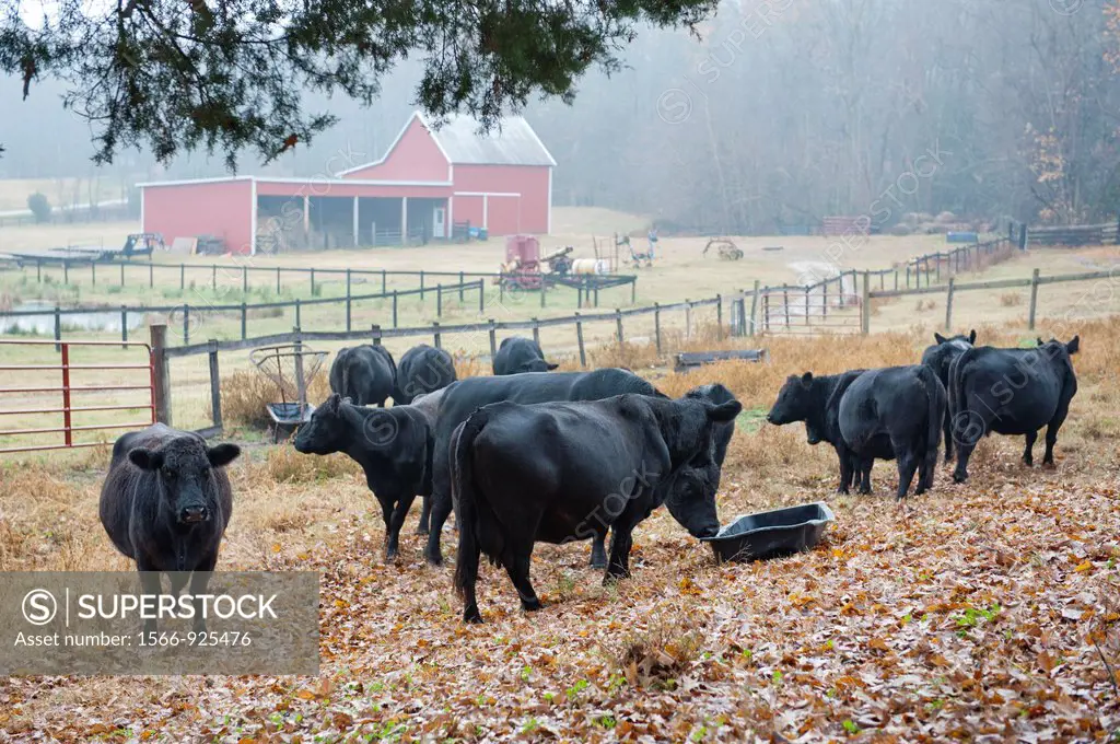 Black angus steers graze in field near Upper Marlboro Maryland USA