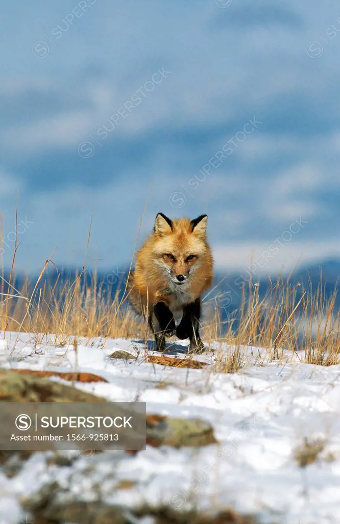 Red Fox, vulpes vulpes, Adult running on Snow, Canada