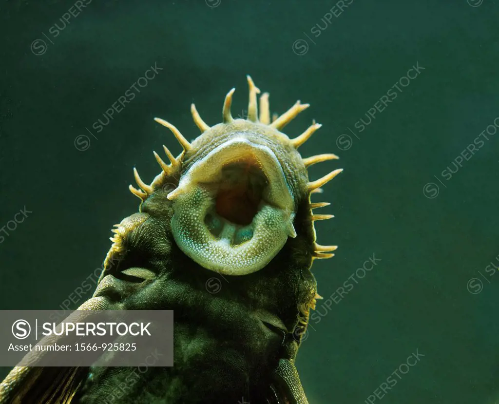 Medusa Pleco, ancistrus ranunculus, Close up of Mouth