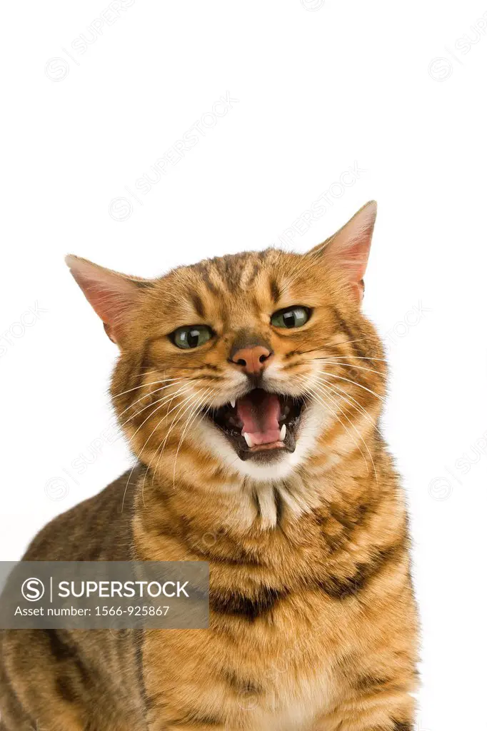 Brown Spotted Tabby Bengal Domestic Cat, Portrait of Adult Snarling against White Background