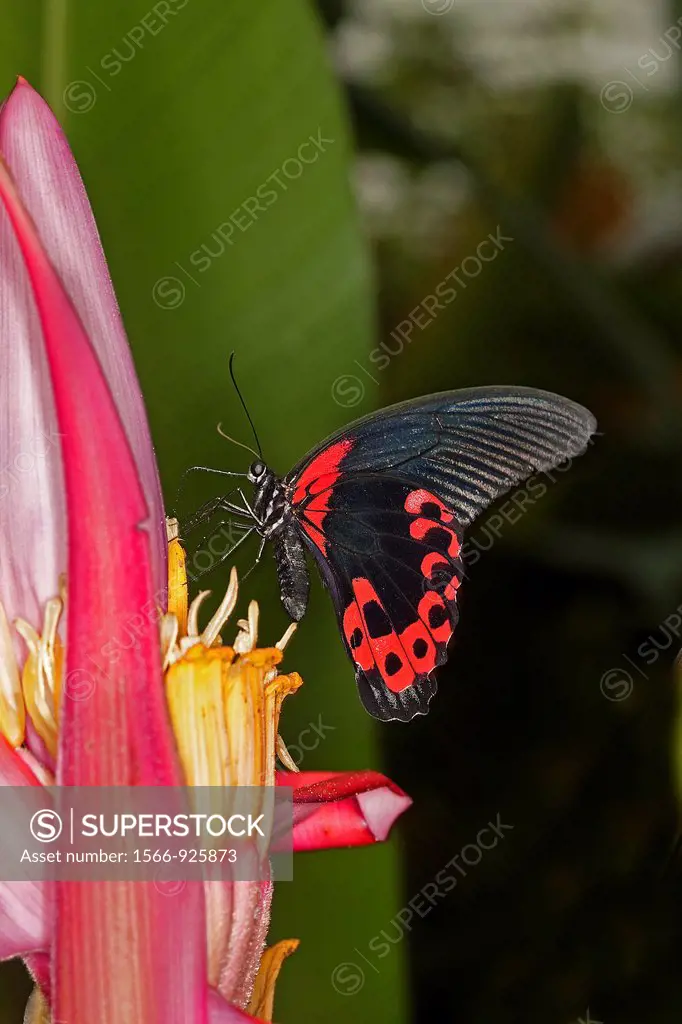 Scarlet Mormon Butterfly, papilio rumanzovia, Adult Gathering on Flower