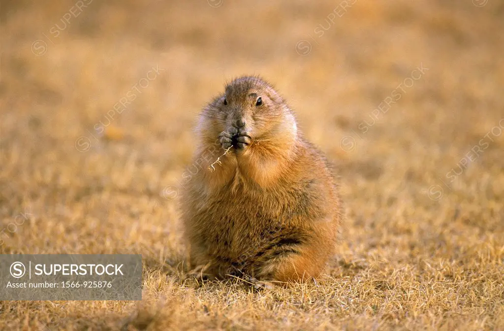 Black-Tailed Prairie Dog, cynomys ludovicianus, Adult Eating Grass