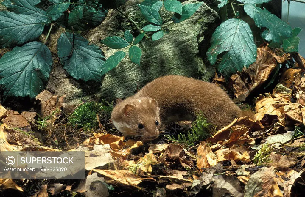 Weasel, mustela nivalis, Adult standing in Dry Leaves, Normandy