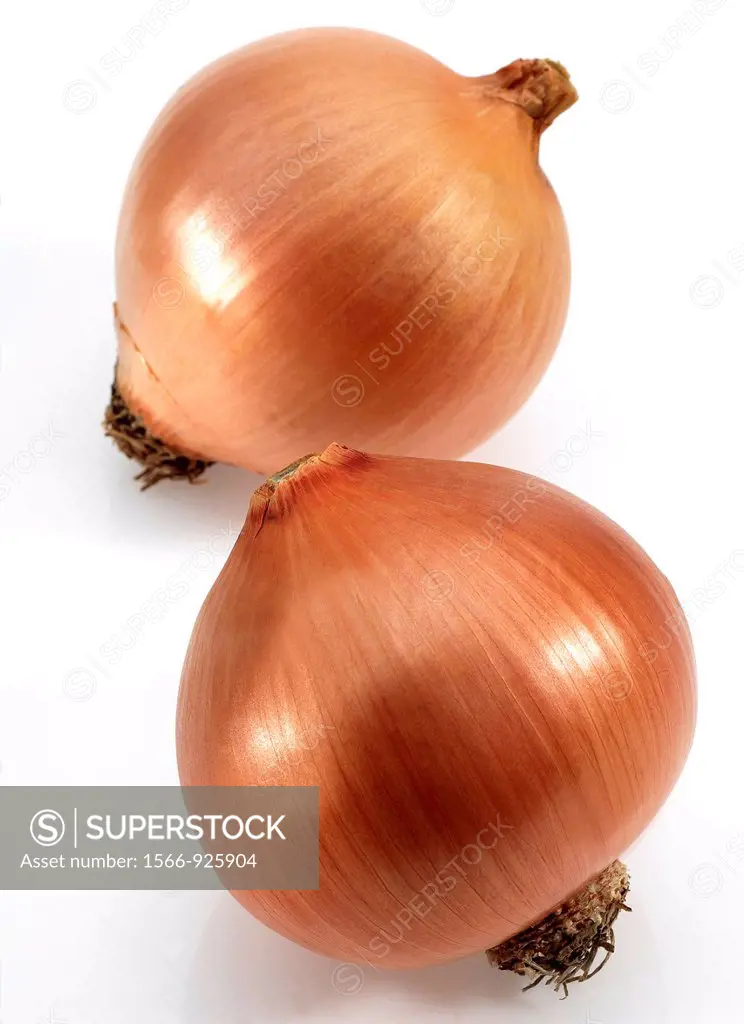 Onion, allium cepa, against White Background