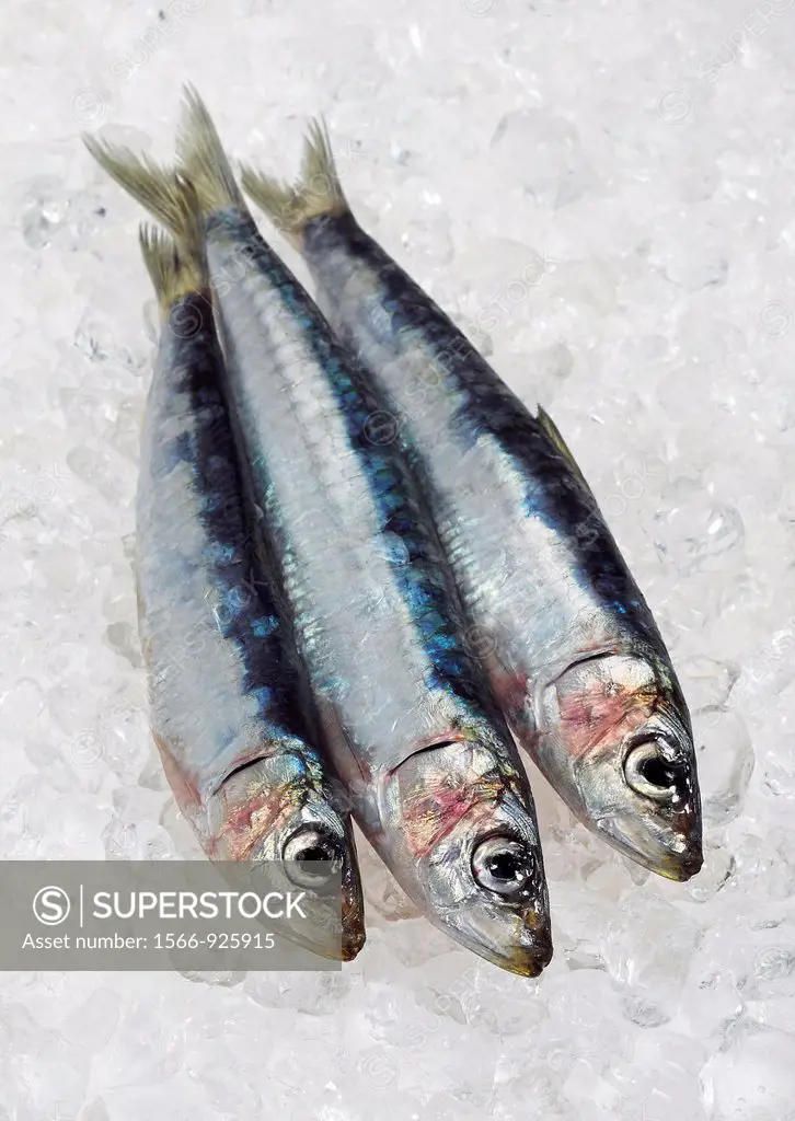 Sardine, sardina pilchardus, Fresh Fishes on Ice