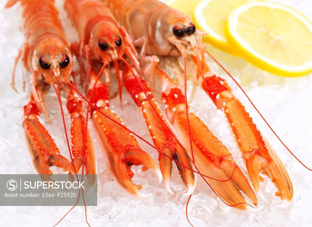 Dublin Bay Prawn or Norway Lobster or Scampi, nephrops norvegicus, Crustacean and Lemon on Ice