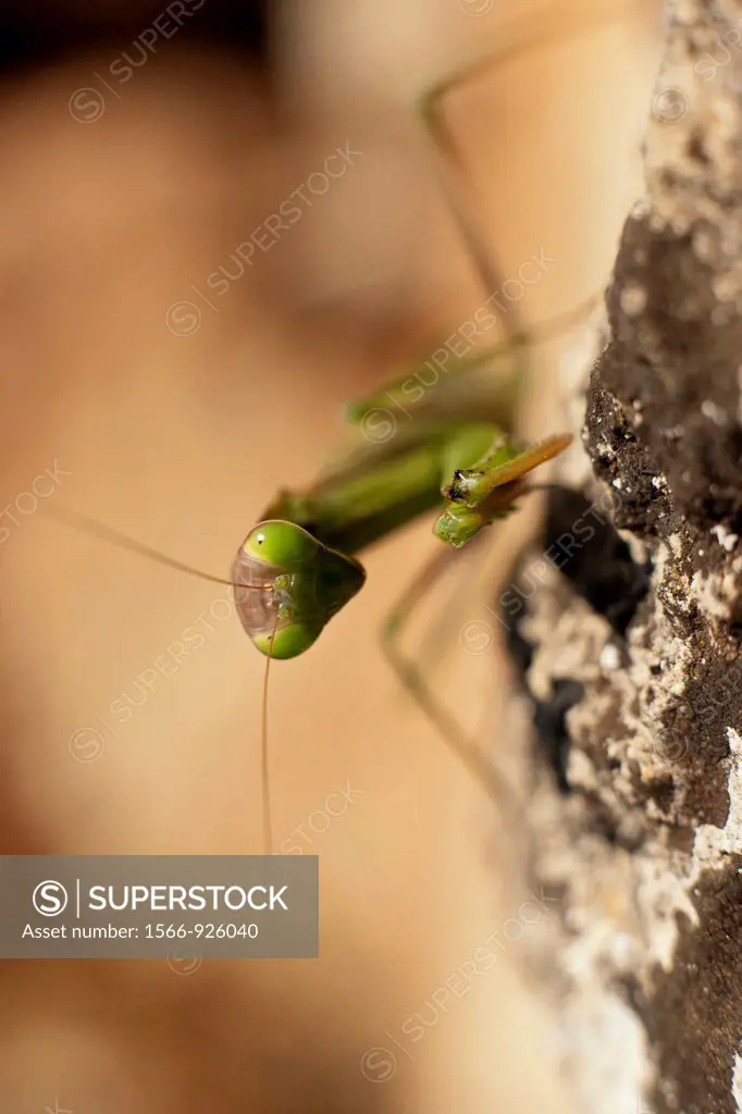 Praying Mantis (Mantis religiosa), Algendar ravine, Minorca, Balearic Islands, Spain