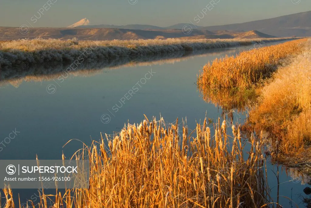 Wetland with cattails to Mt Shasta, Lower Klamath National Wildlife Refuge, CA