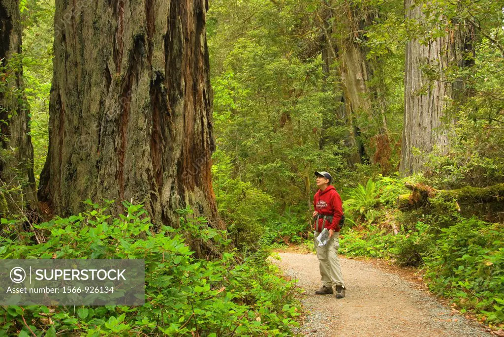 Coast redwood at Lady Bird Johnson Grove, Redwood National Park, California