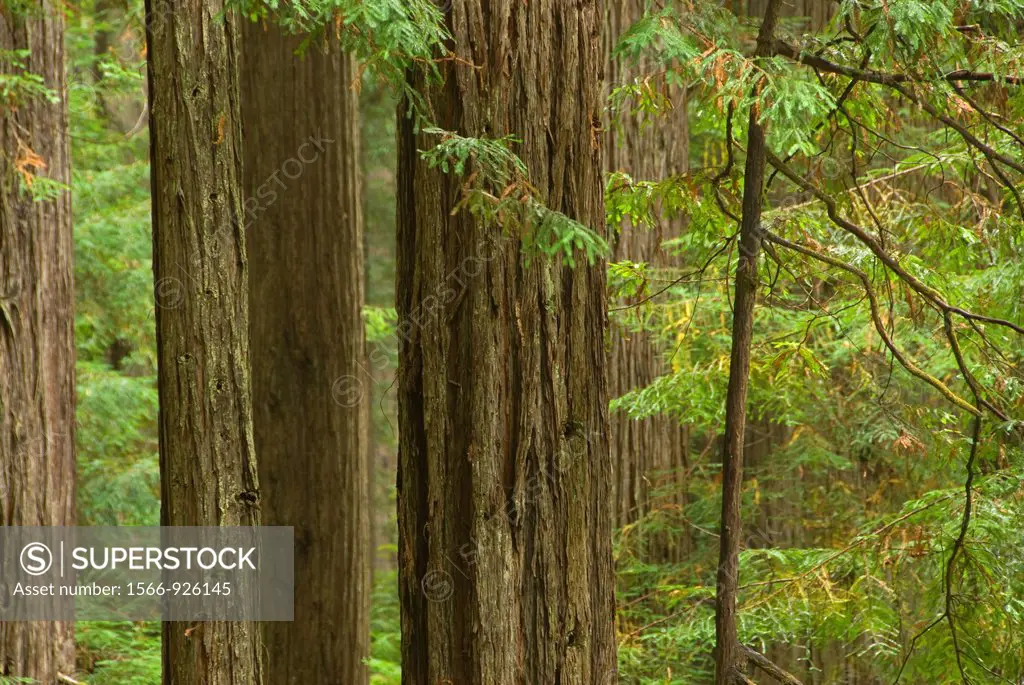 Coast redwood along Trillium Falls Trail, Redwood National Park, California