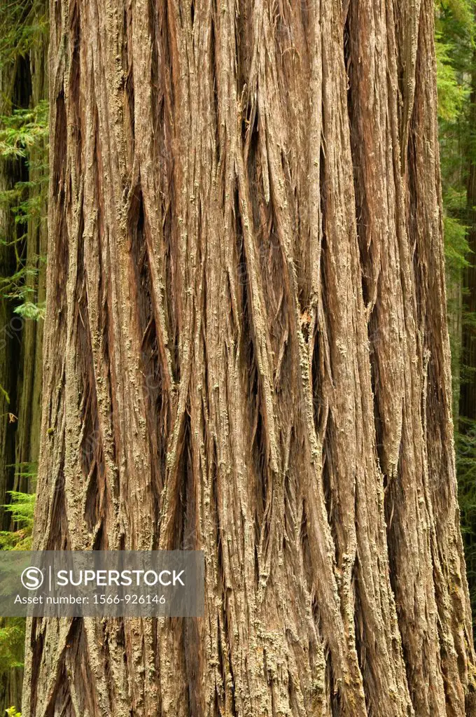Coast redwood trunk along Simpson-Reed Trail, Jedediah Smith Redwoods State Park, Redwood National Park, California