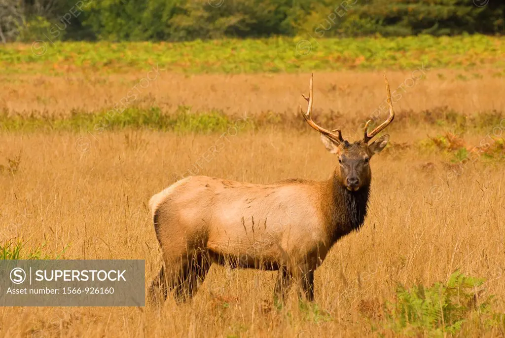 Roosevelt elk at Elk Prairie, Prairie Creek Redwoods State Park, Redwood National Park, California