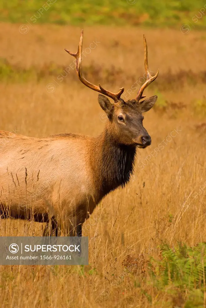 Roosevelt elk at Elk Prairie, Prairie Creek Redwoods State Park, Redwood National Park, California