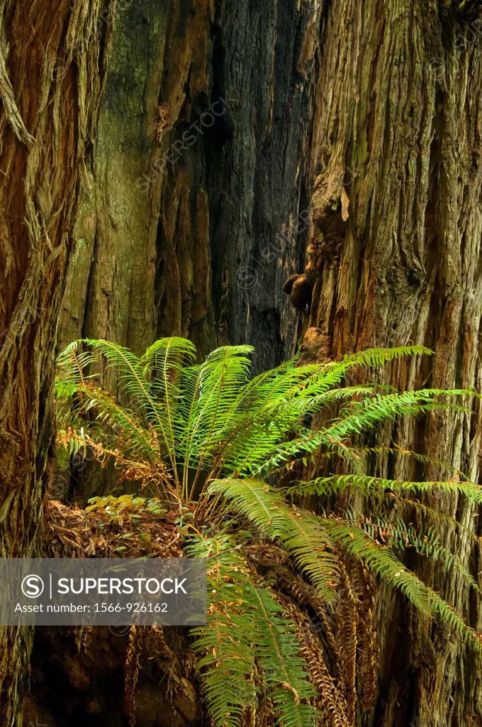 Sword fern with coast redwood along James Irvine Trail, Prairie Creek Redwoods State Park, Redwood National Park, California