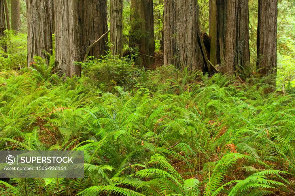 Coast redwood forest with sword fern along James Irvine Trail, Prairie Creek Redwoods State Park, Redwood National Park, California