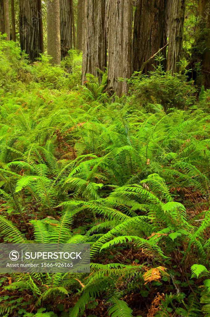 Coast redwood forest with sword fern along James Irvine Trail, Prairie Creek Redwoods State Park, Redwood National Park, California