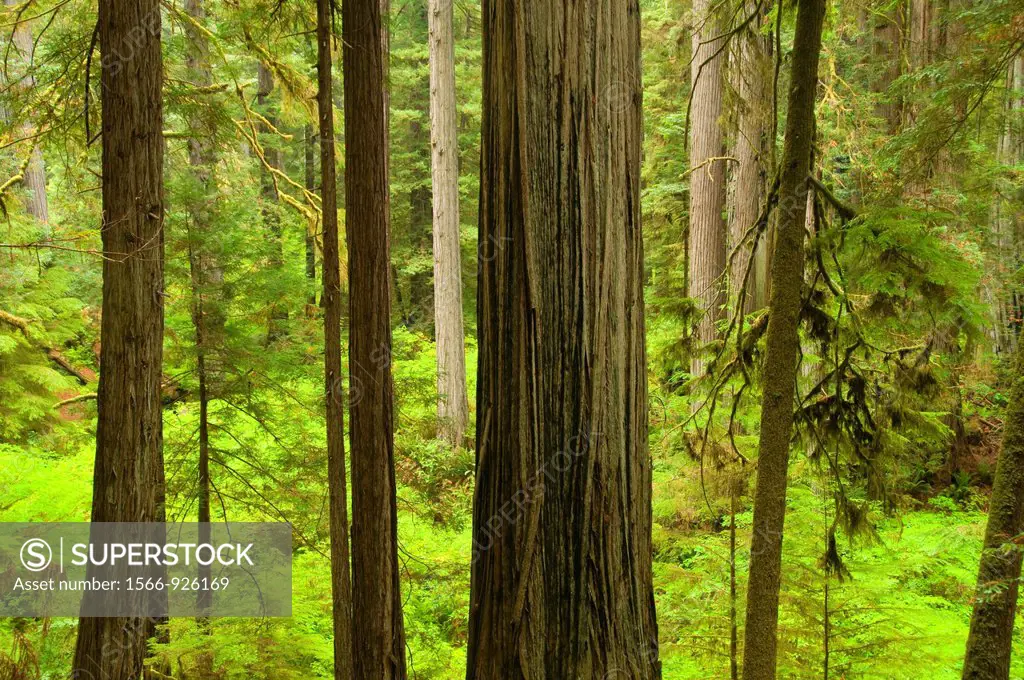 Coast redwood forest along James Irvine Trail, Prairie Creek Redwoods State Park, Redwood National Park, California