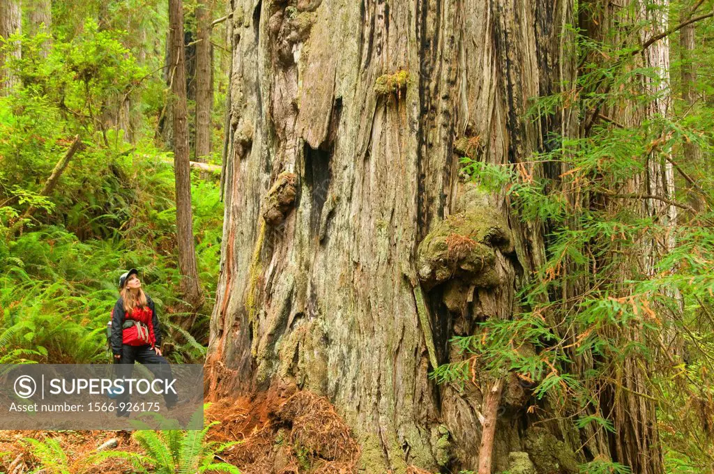 Coast redwood on James Irvine Trail, Prairie Creek Redwoods State Park, Redwood National Park, California
