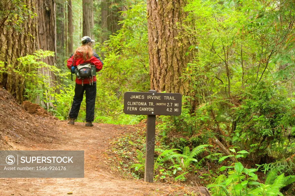 James Irvine Trail, Prairie Creek Redwoods State Park, Redwood National Park, California