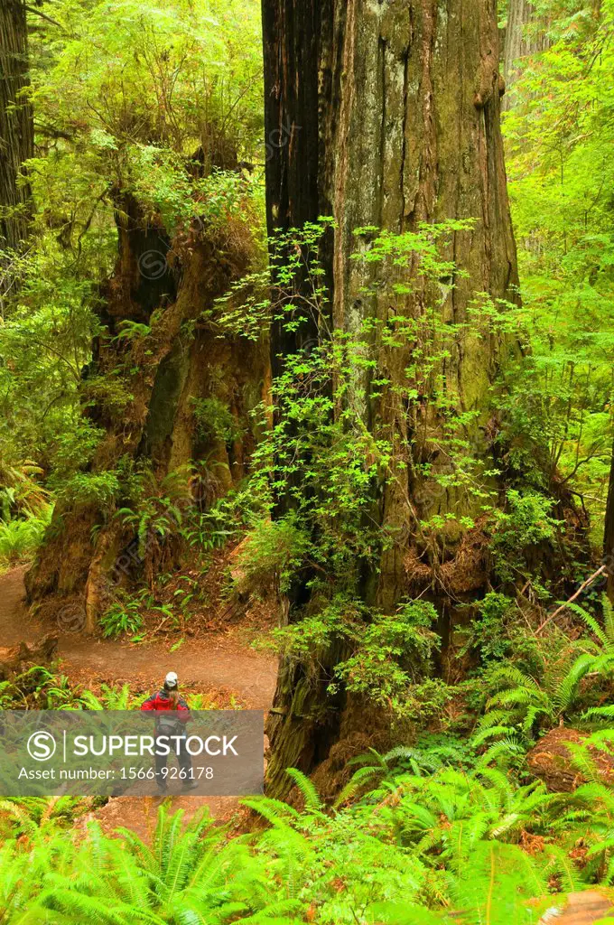 Coast redwood forest along James Irvine Trail, Prairie Creek Redwoods State Park, Redwood National Park, California