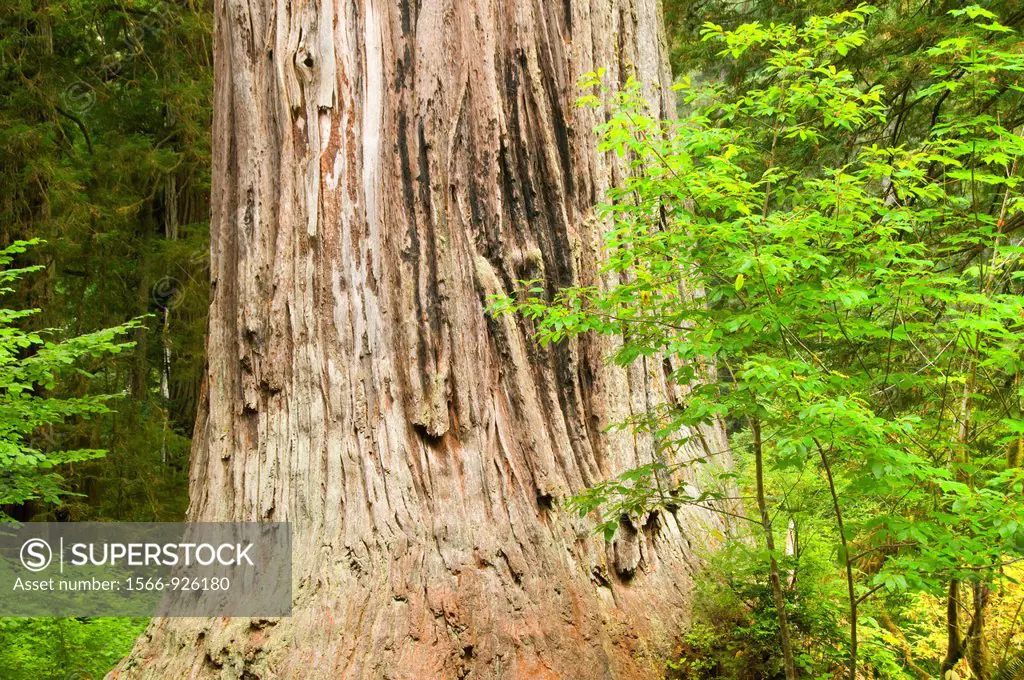 Big Tree, Prairie Creek Redwoods State Park, Redwood National Park, California