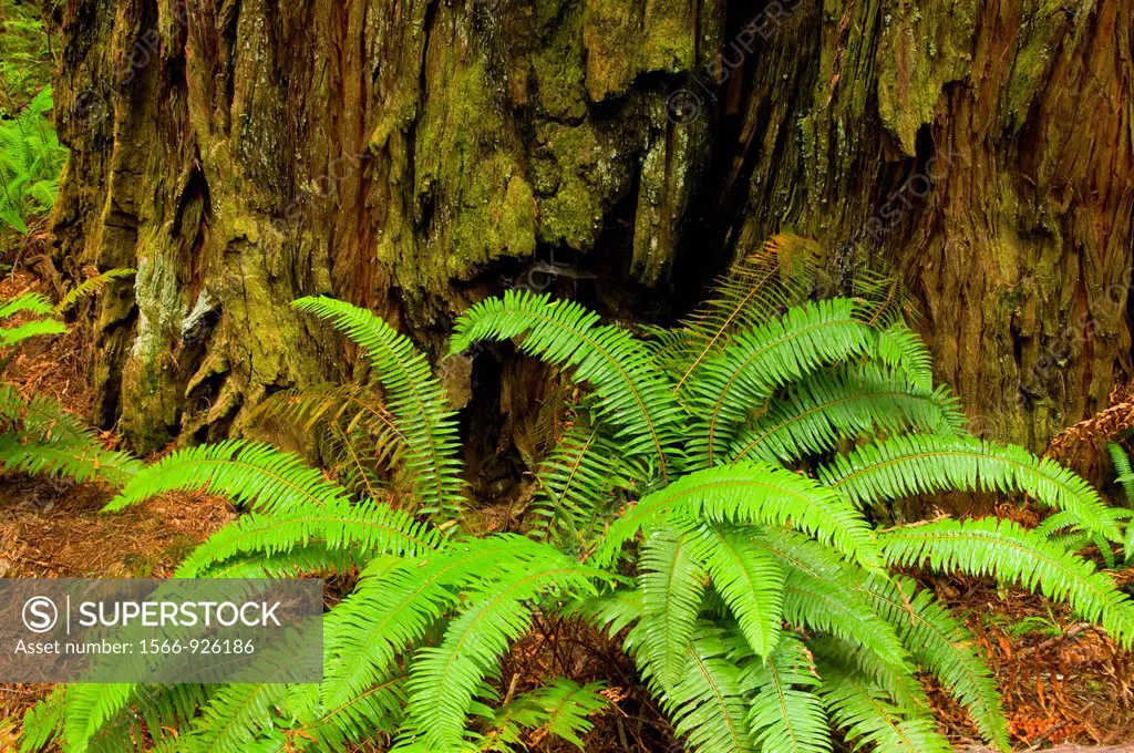 Sword fern along Foothill Trail, Prairie Creek Redwoods State Park, Redwood National Park, California