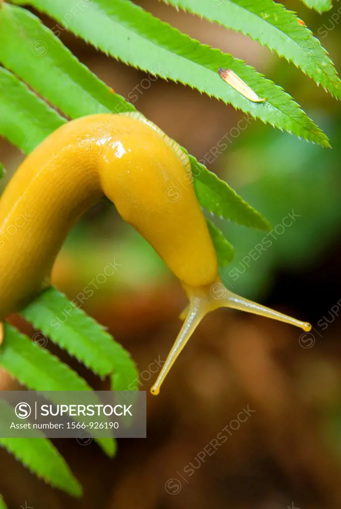 Banana slug on sword fern along Prairie Creek Trail, Prairie Creek Redwoods State Park, Redwood National Park, California