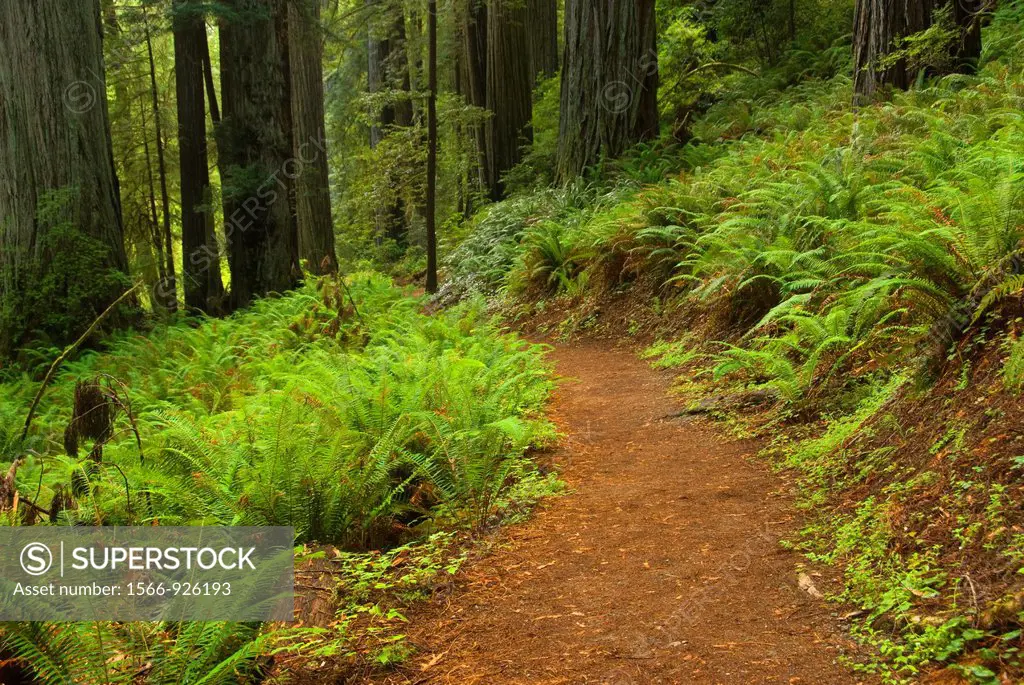 Coast redwood forest along Prairie Creek Trail, Prairie Creek Redwoods State Park, Redwood National Park, California