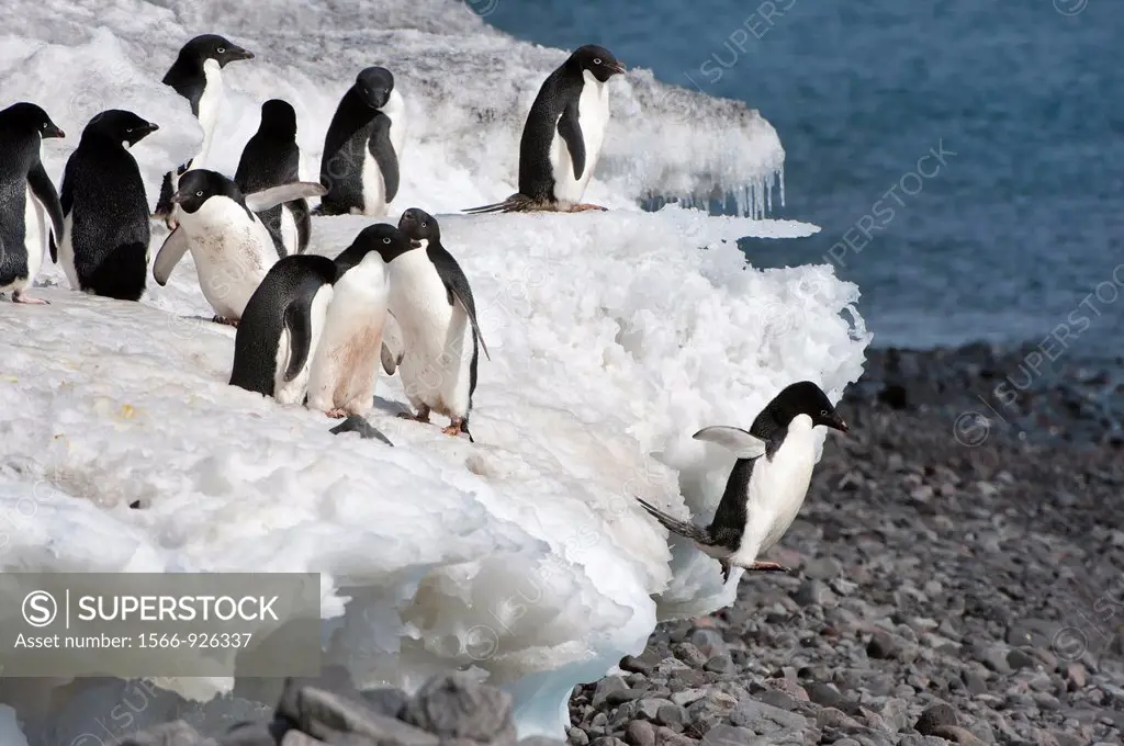 Adelie penguins Pygoscelis adeliae jumping on the beach, Paulet Island, Erebus and Terror Gulf, Antarctic peninsula