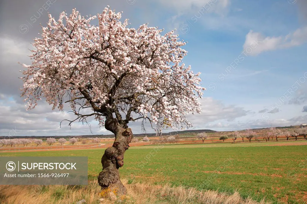 Old Almond tree in blossom, Biosfera reserve, Jubera valley, Rioja wine region, Spain