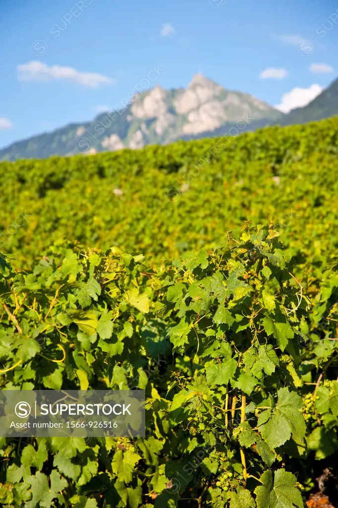 Landscape around the Chateau d´Aigle in the vineyards close to Lausanne, Kanton Waadt, Switzerland, Europe