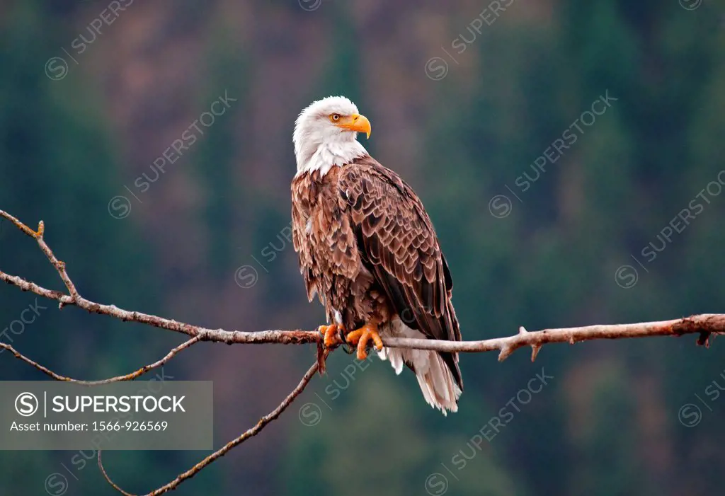 Coeur d´ Alene, Bald Eagle perched in a tree at Coeur d´ Alene Lake near the city of Coeur d´ Alene in northern Idaho