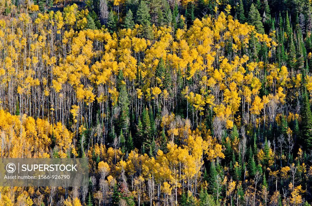 Goose Creek Mountains, Autumn colors in Rock Creek Canyon high in the Goose Creek Mountains of southern Idaho