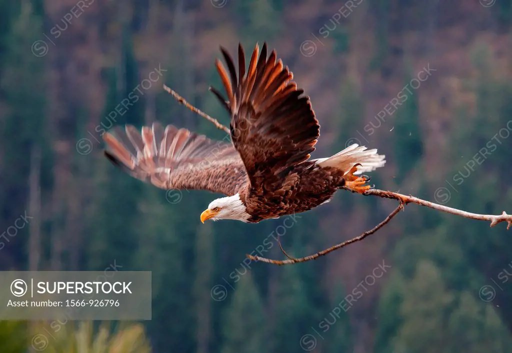Coeur d´ Alene, Bald Eagle takes off from a perch tree at Coeur d´ Alene Lake near the city of Coeur d´ Alene in northern Idaho
