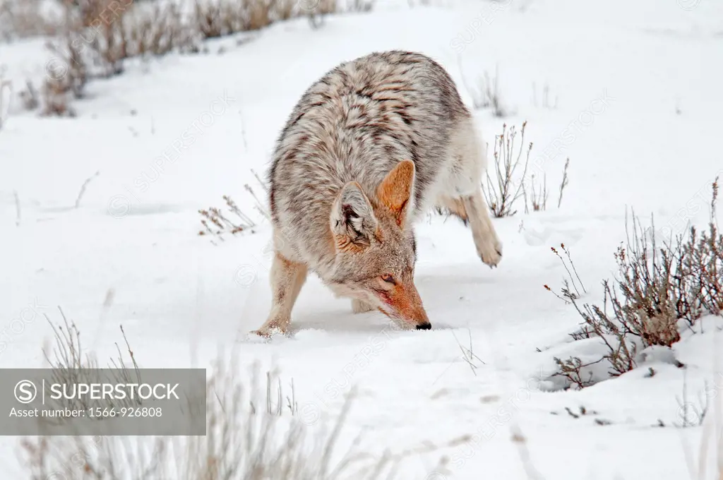 Tetons, a Coyote hunting in snow during winter at The National Elk Refuge near the city of Jackson in northern Wyoming