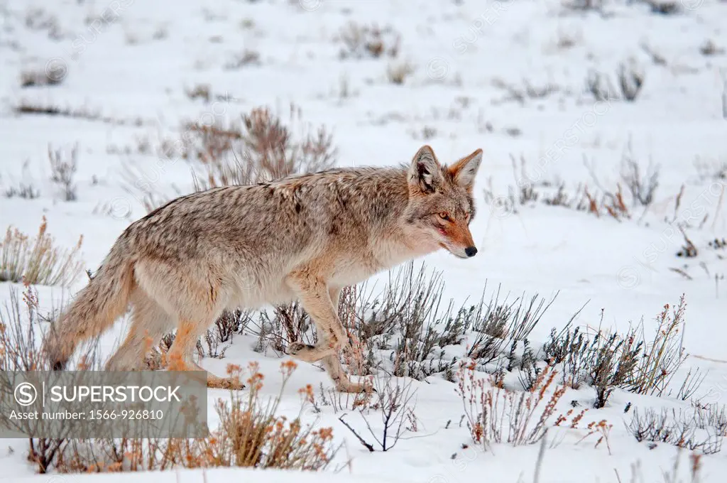 Tetons, a Coyote hunting in snow during winter at The National Elk Refuge near the city of Jackson in northern Wyoming