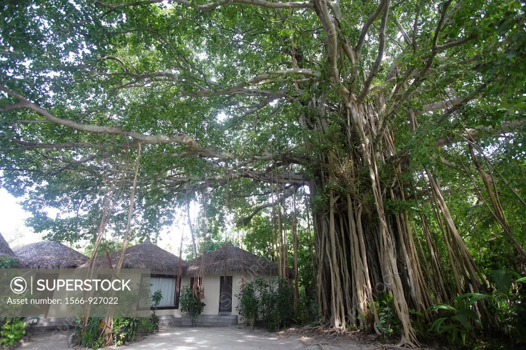 Large banyan tree at Biyadhoo island, Maldives