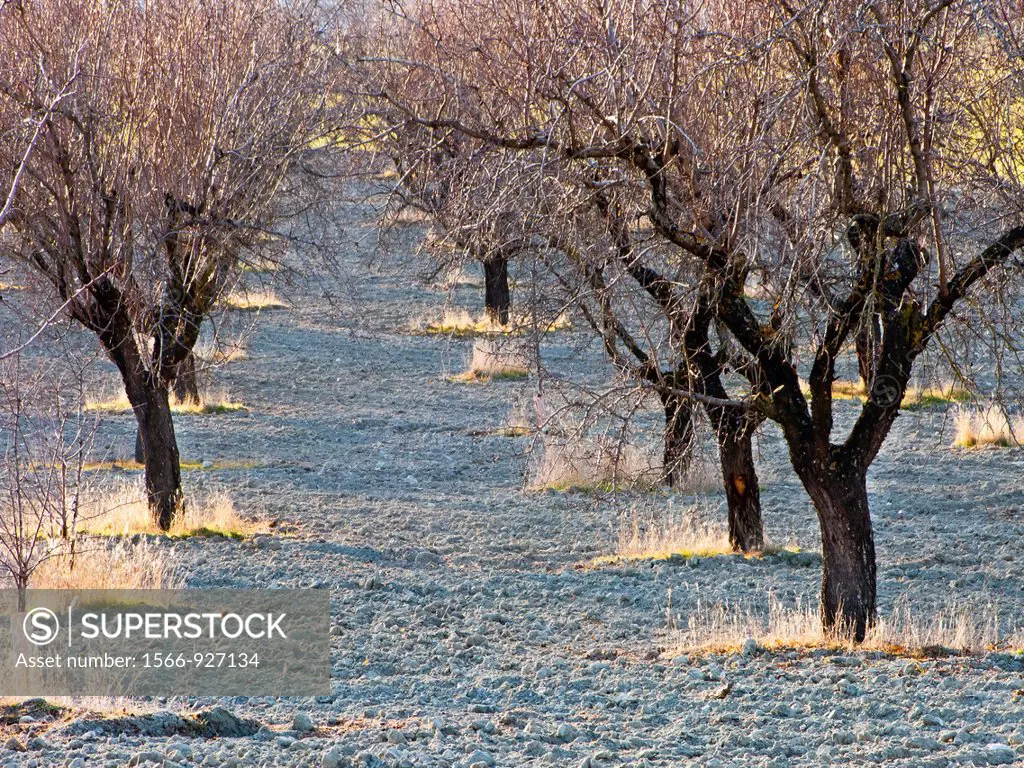 Almond trees in Pinto  Madrid  Spain