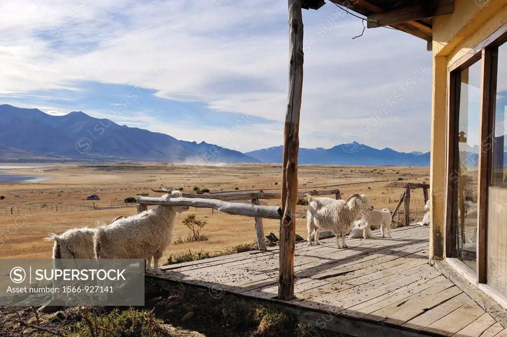 goats, estancia Rio Mitre on the Argentino lakeshore, around El Calafate, Patagonia, Argentina, South America